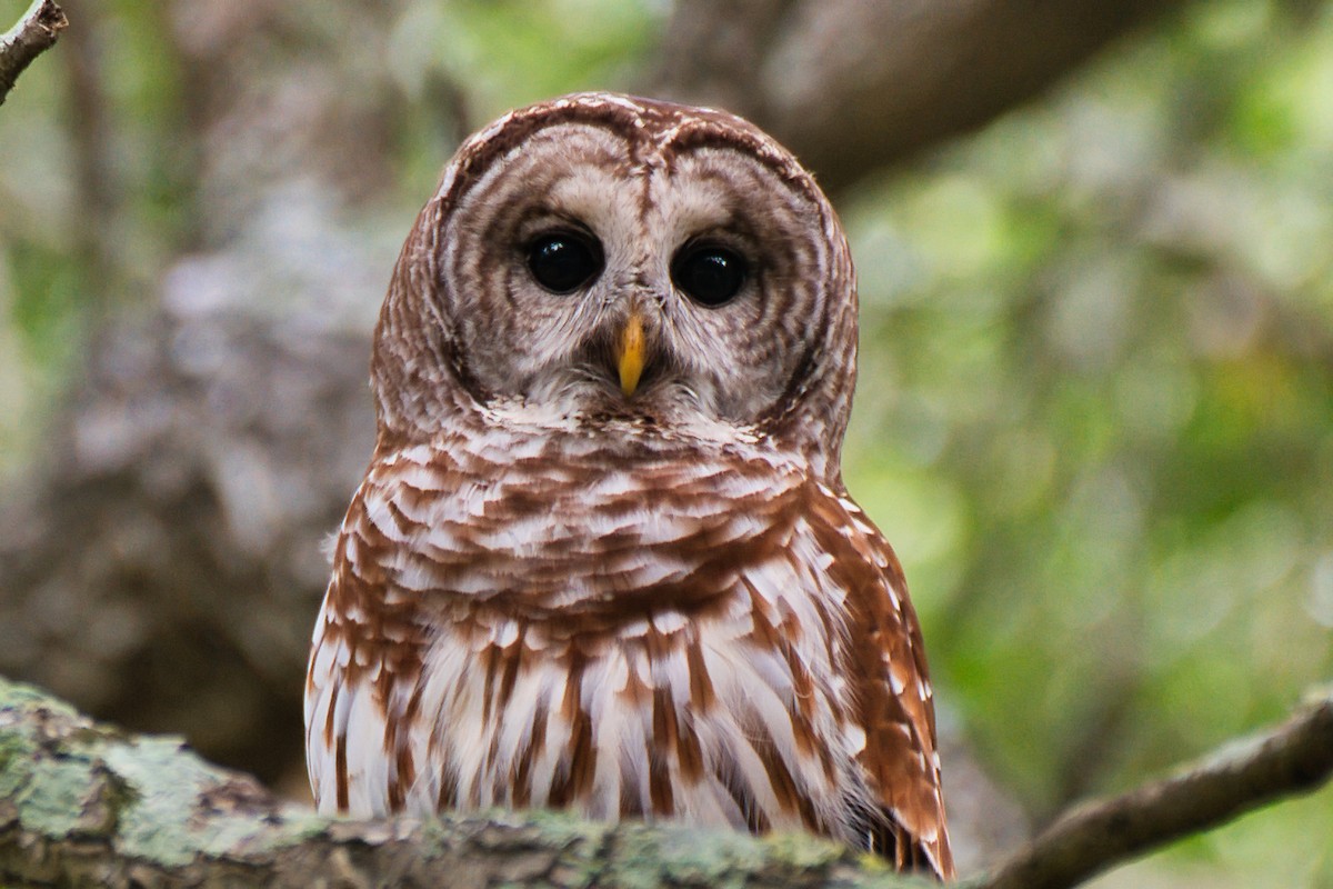 Barred Owl - Donald Fullmer