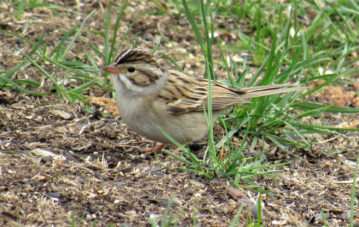 Clay-colored Sparrow - ML569193351