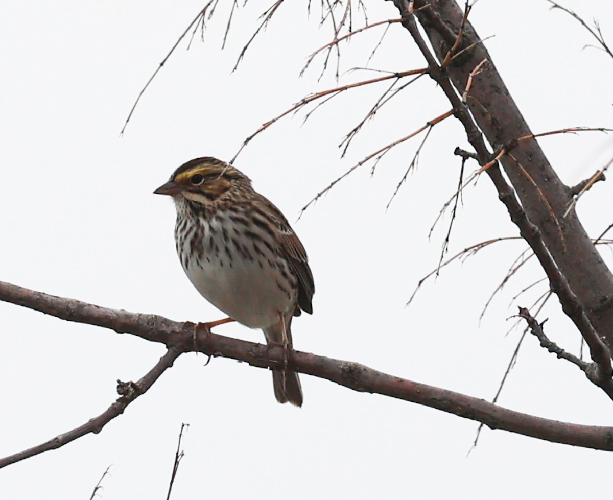 Savannah Sparrow - ML569194101