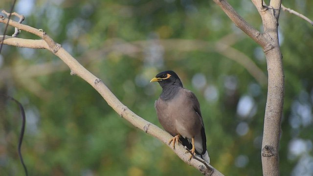 Common Myna - ML569194731