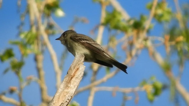 Western/Eastern Wood-Pewee - ML569194891