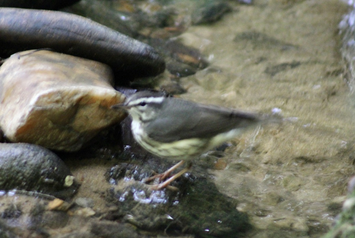 Louisiana Waterthrush - ML569194901