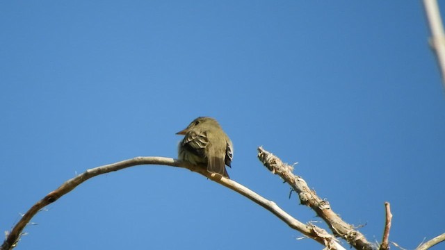 Western/Eastern Wood-Pewee - ML569194921