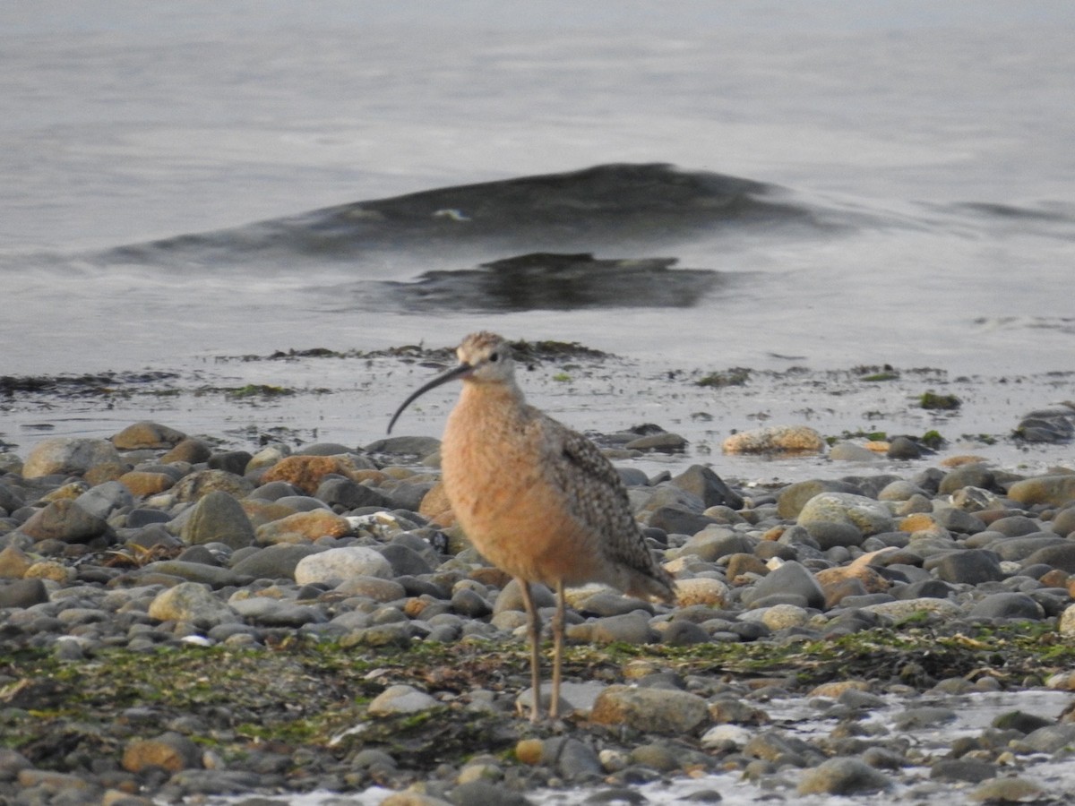 Long-billed Curlew - ML569195791