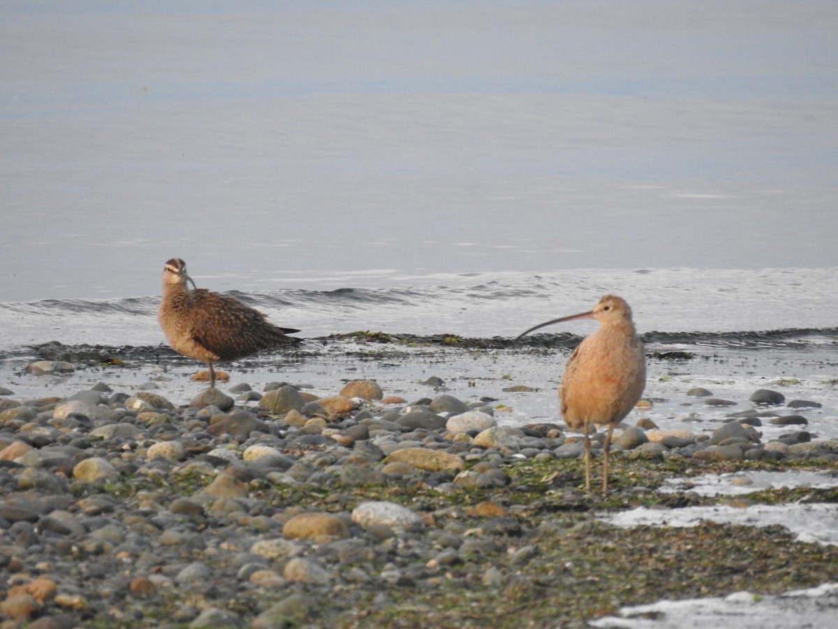 Long-billed Curlew - ML569195801