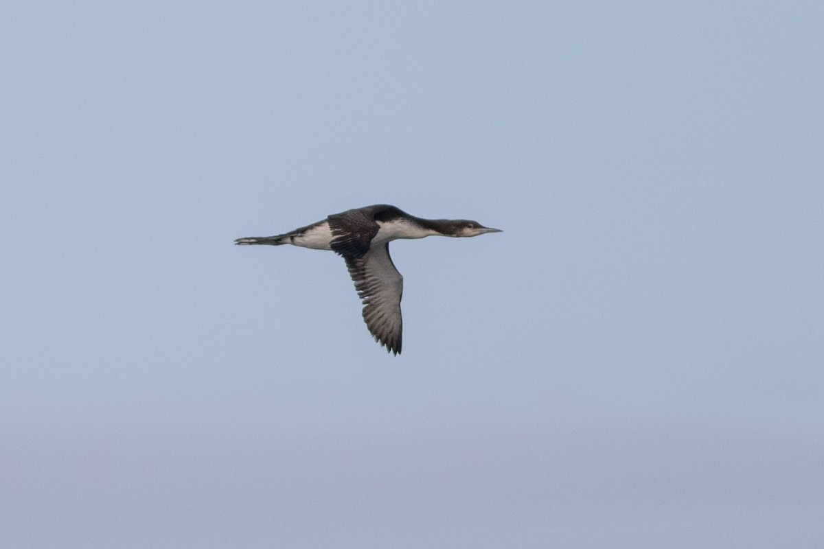 Pacific Loon - ML569196631