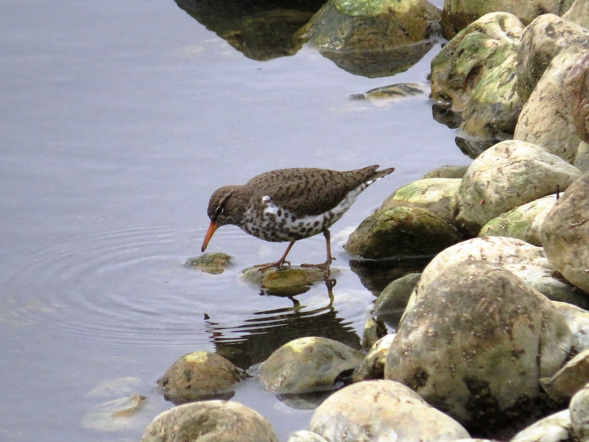 pisík americký - ML569196651