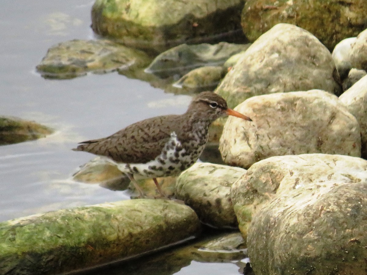 pisík americký - ML569196731