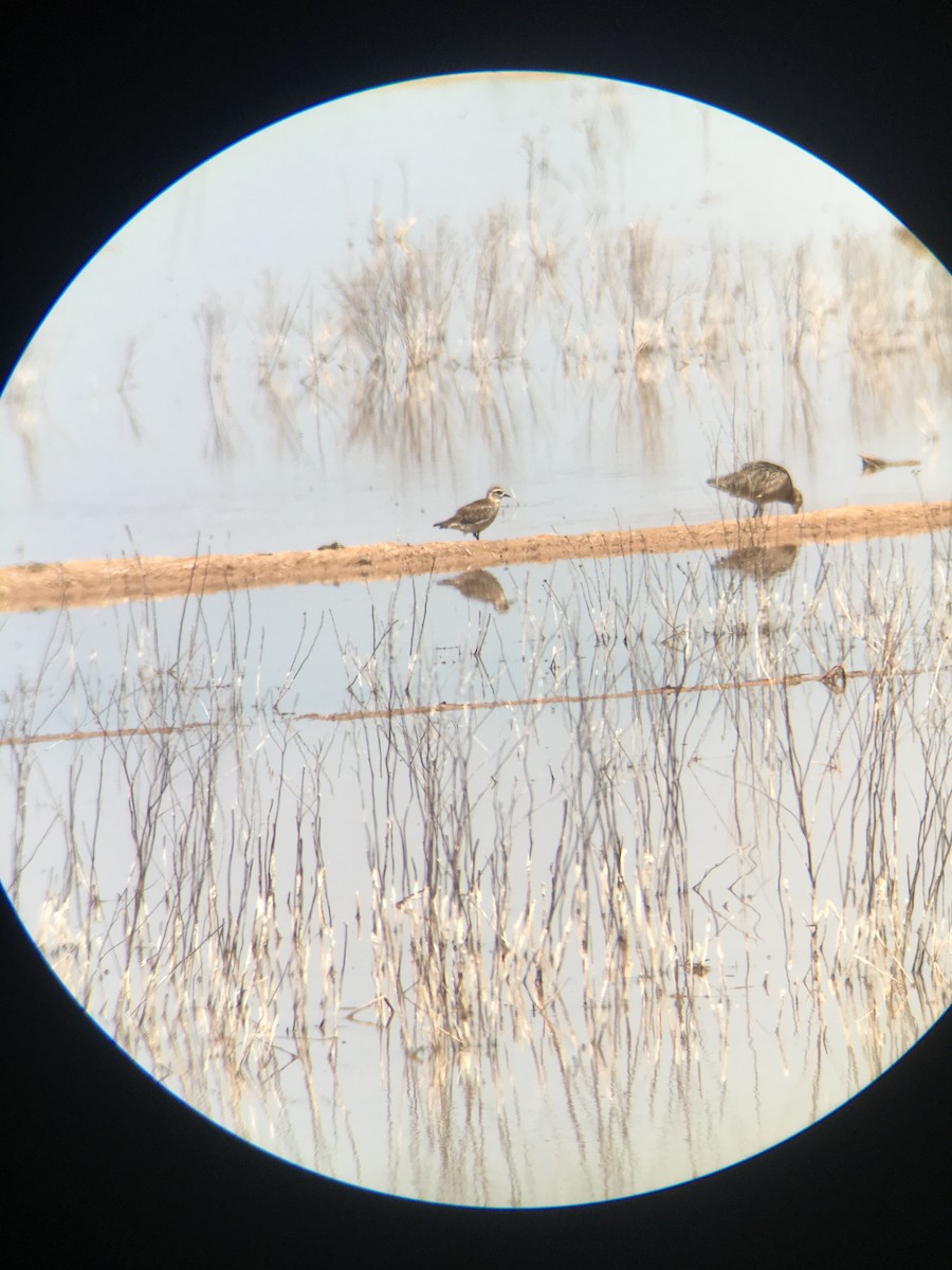 American Golden-Plover - Miles Hanberg