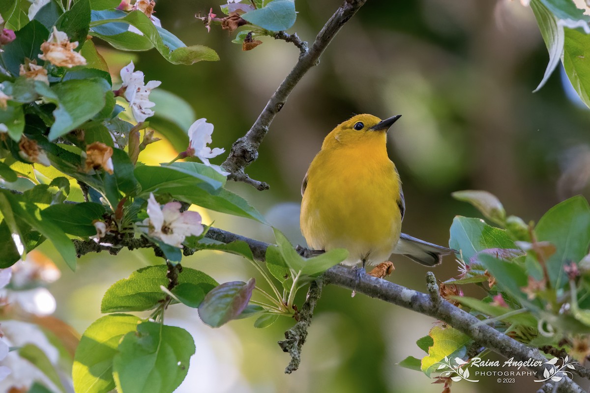 Prothonotary Warbler - ML569197381