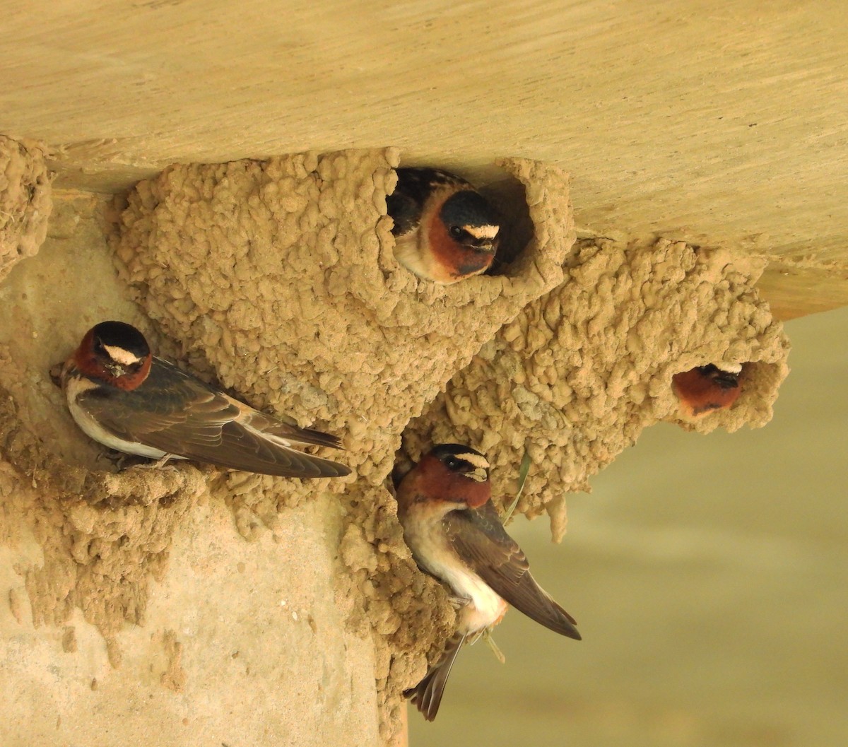 Cliff Swallow - ML569197801