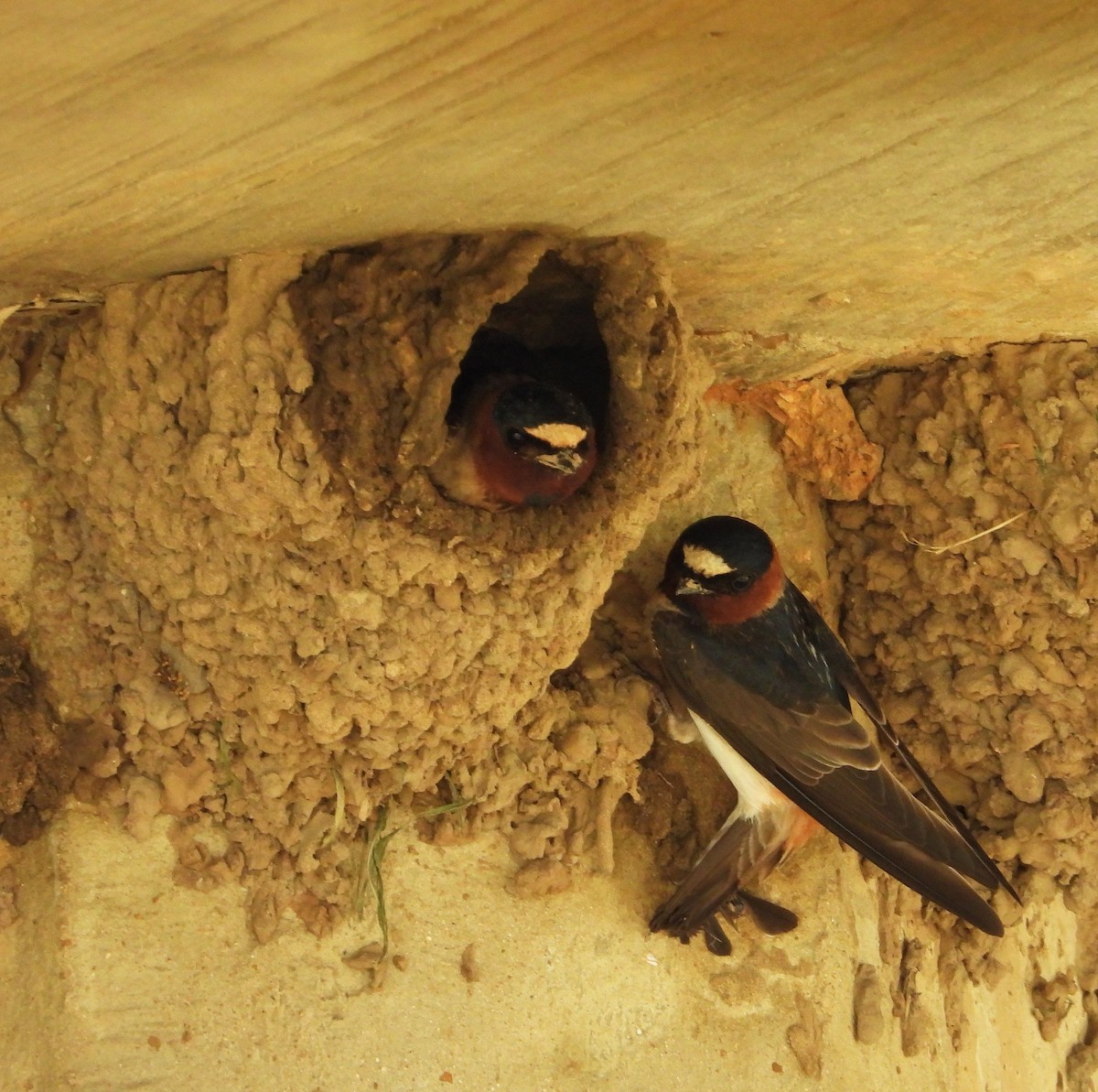 Cliff Swallow - ML569197811