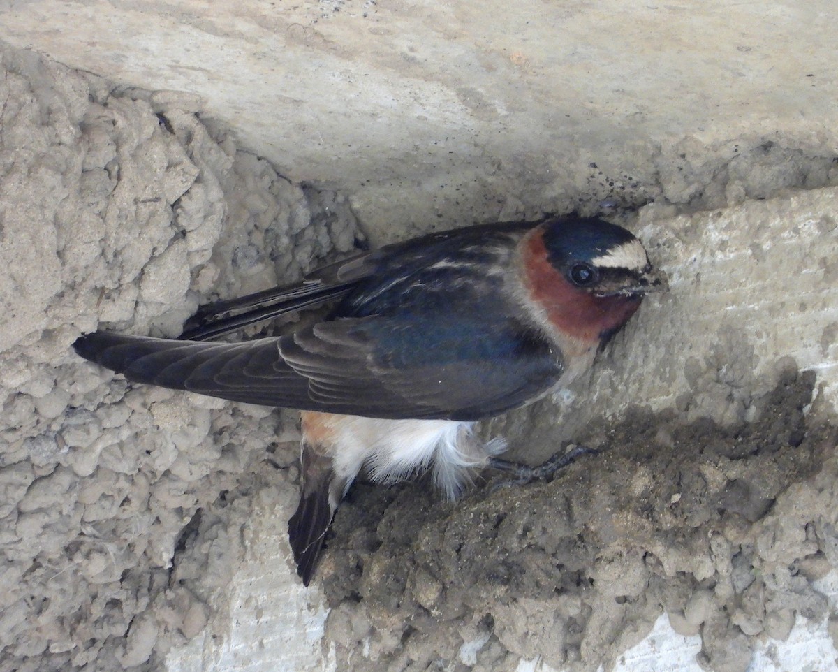 Cliff Swallow - ML569197821