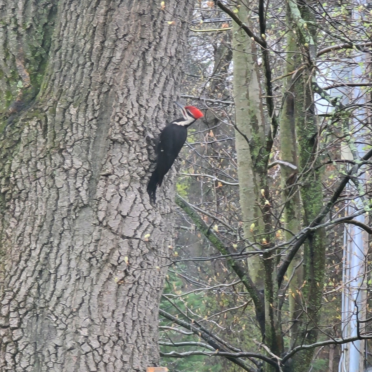 Pileated Woodpecker - ML569198331