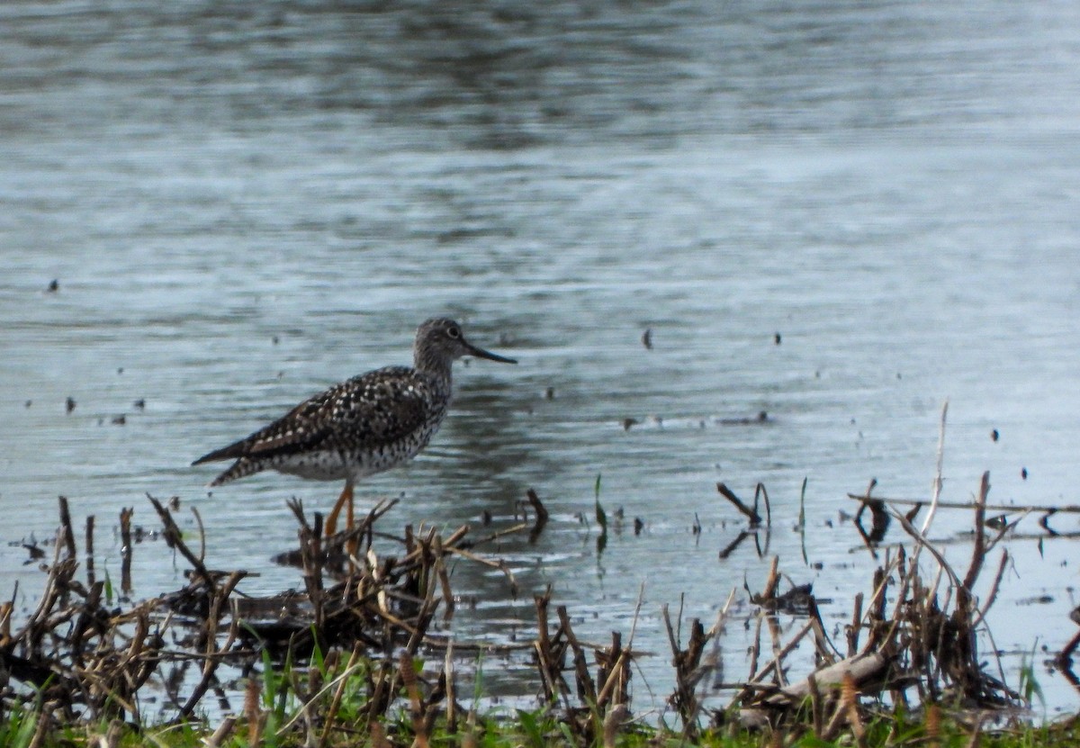 Greater Yellowlegs - Amy B