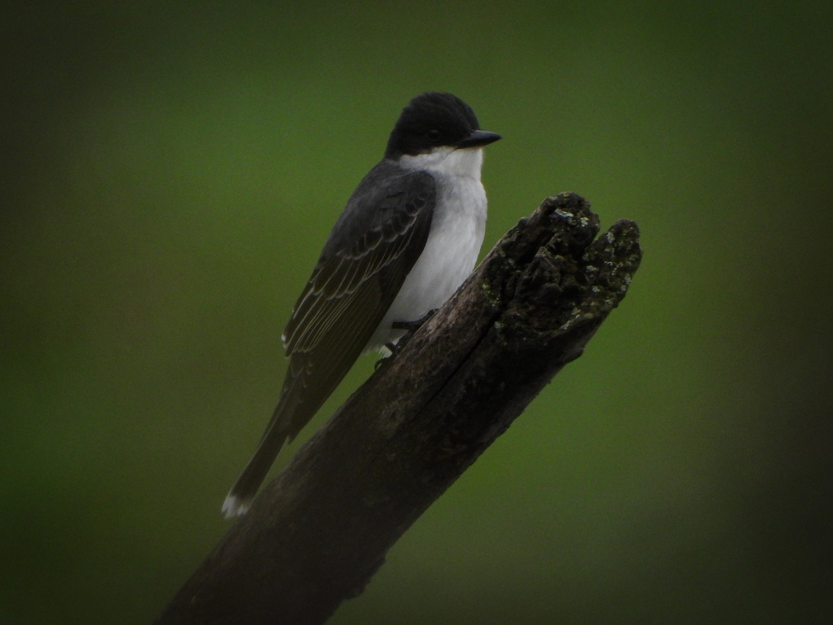 Eastern Kingbird - ML569201161