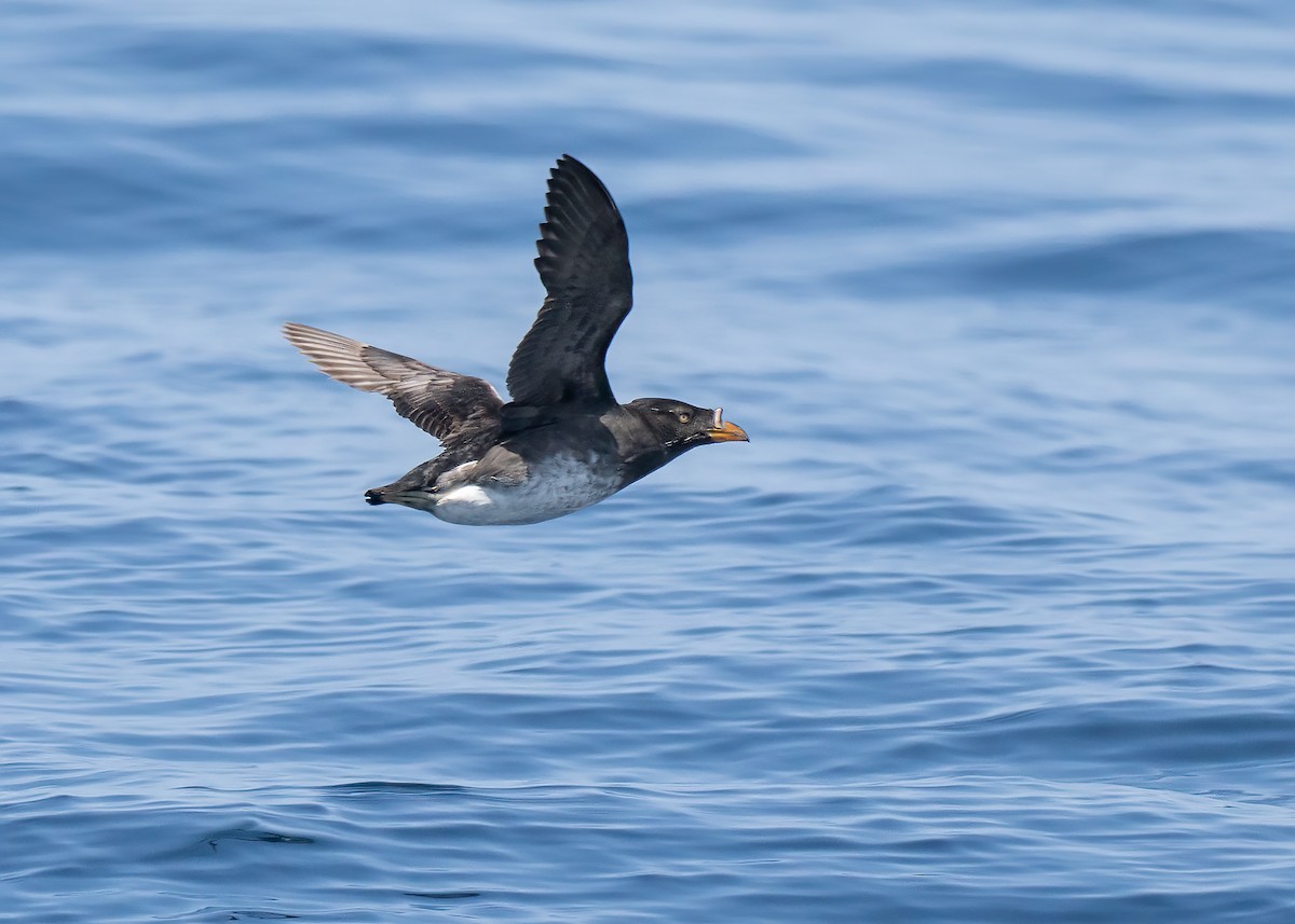 Rhinoceros Auklet - ML569204501