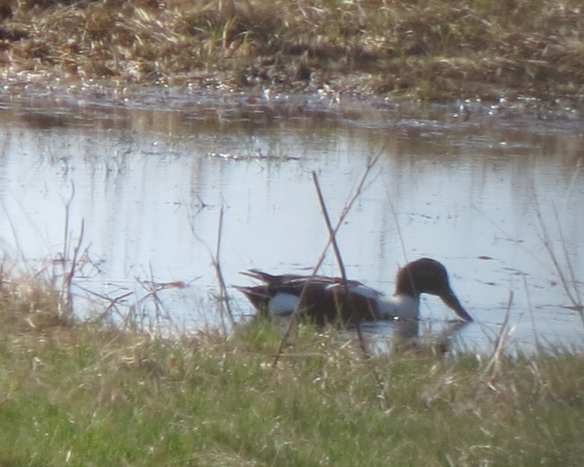 Northern Shoveler - ML56920471