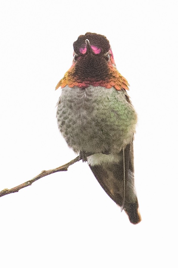 Anna's Hummingbird - ML569204901