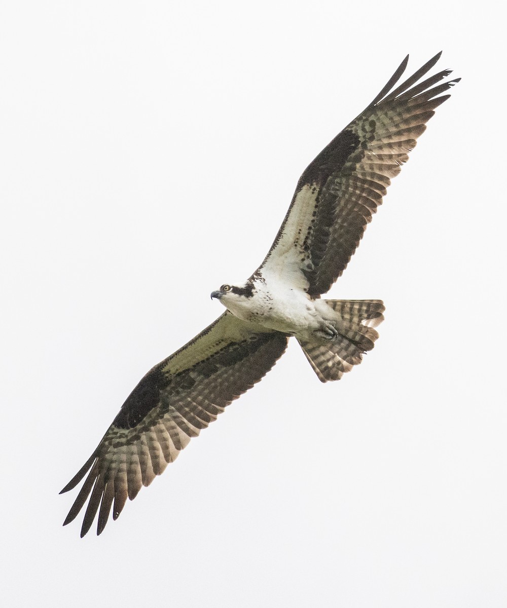 Osprey - ML569205011