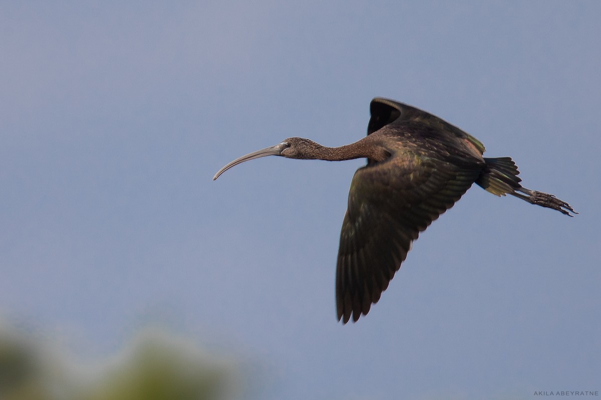 Glossy Ibis - ML569205821