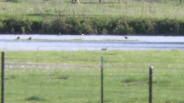 Short-billed/Long-billed Dowitcher - ML569205971