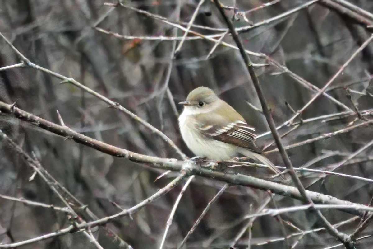 Moucherolle tchébec - ML569207171