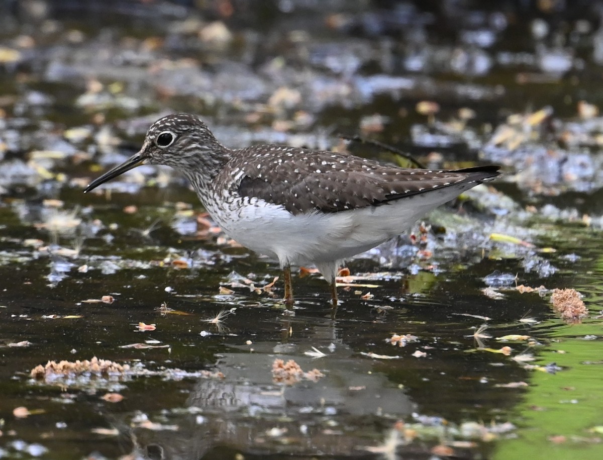 Solitary Sandpiper - ML569209271