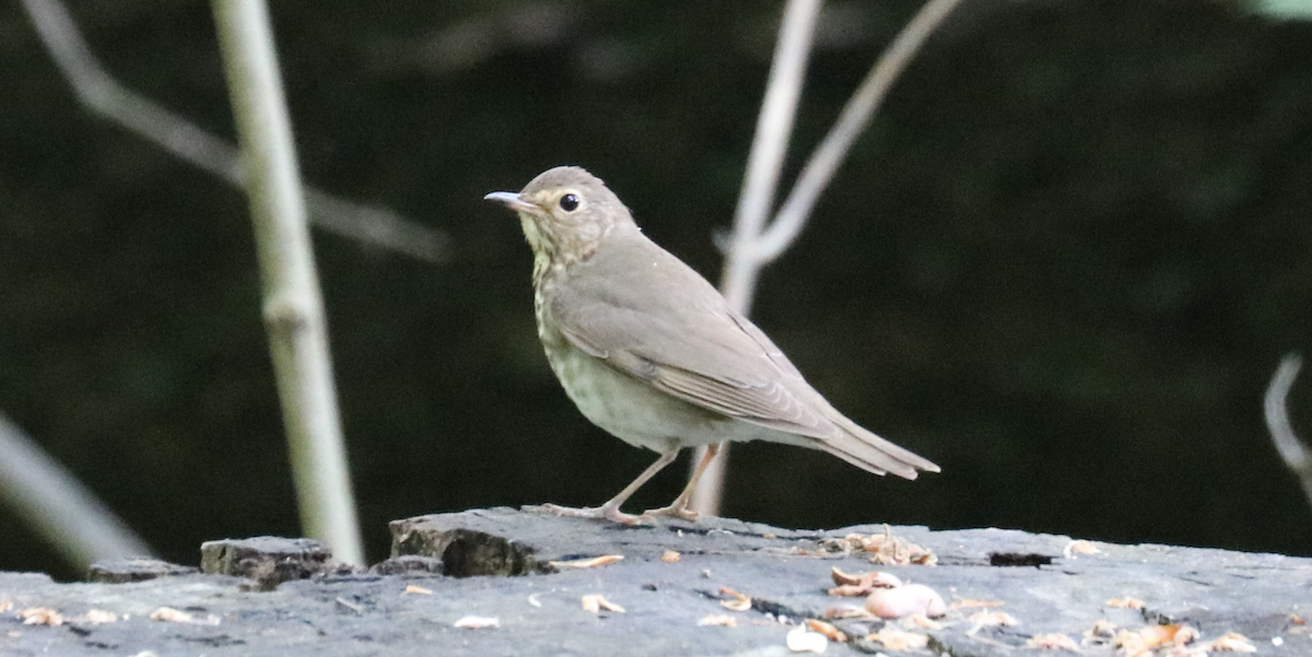 Swainson's Thrush - ML569209571
