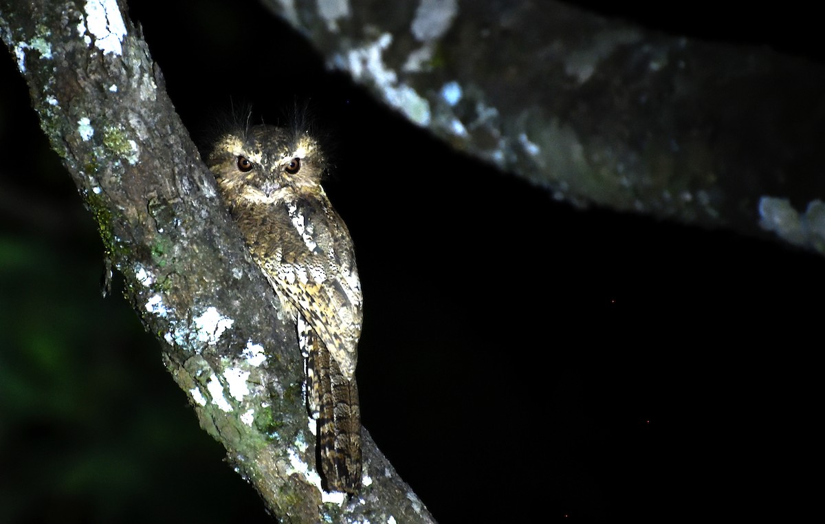 Hodgson's Frogmouth - ML569209631