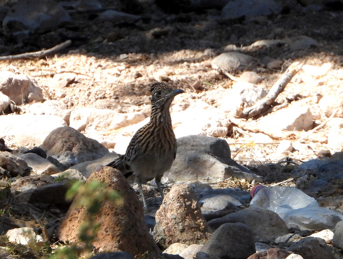 Greater Roadrunner - ML569210141