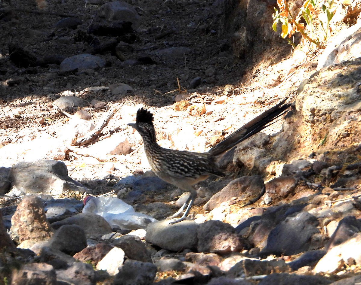 Greater Roadrunner - ML569210161