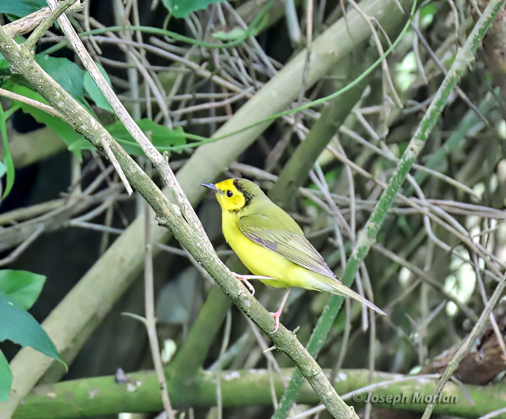 Hooded Warbler - ML569210251