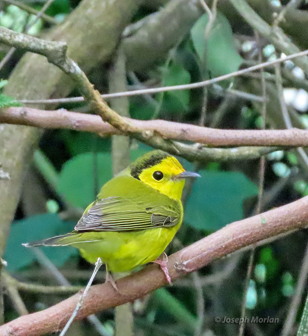 Hooded Warbler - ML569210261