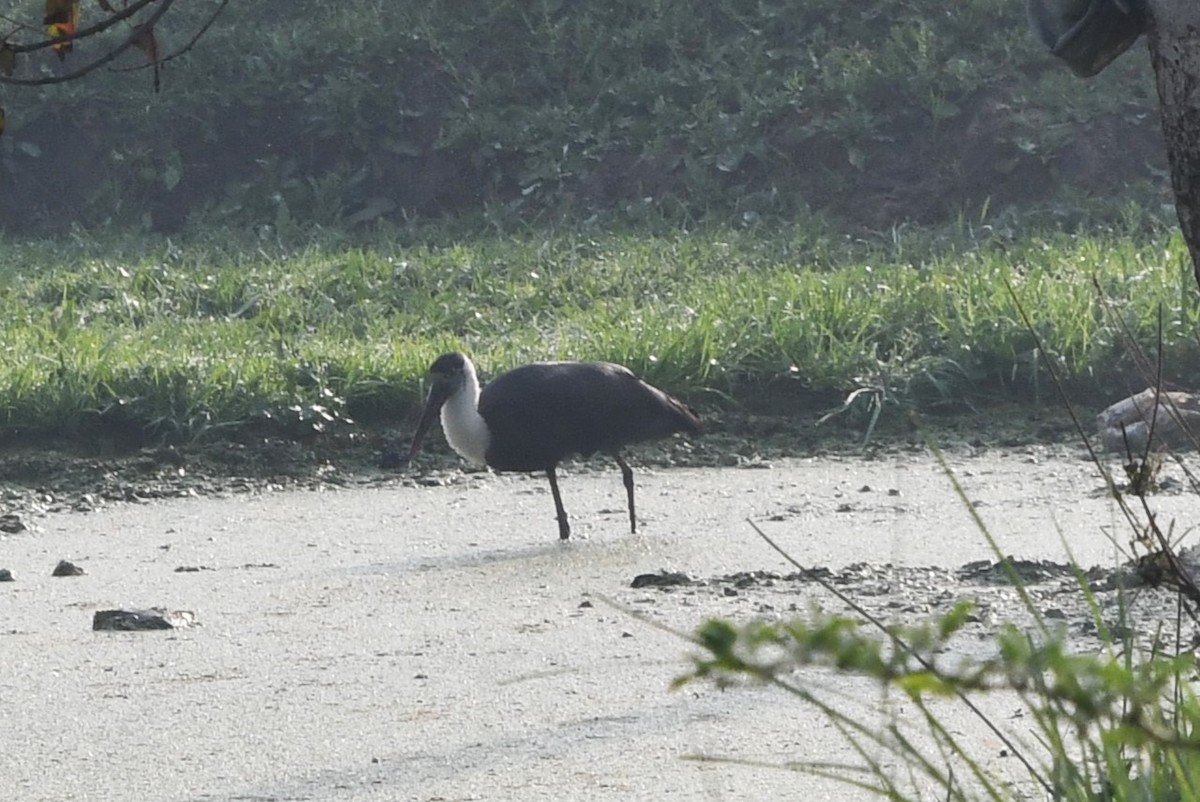 Asian Woolly-necked Stork - ML569210691