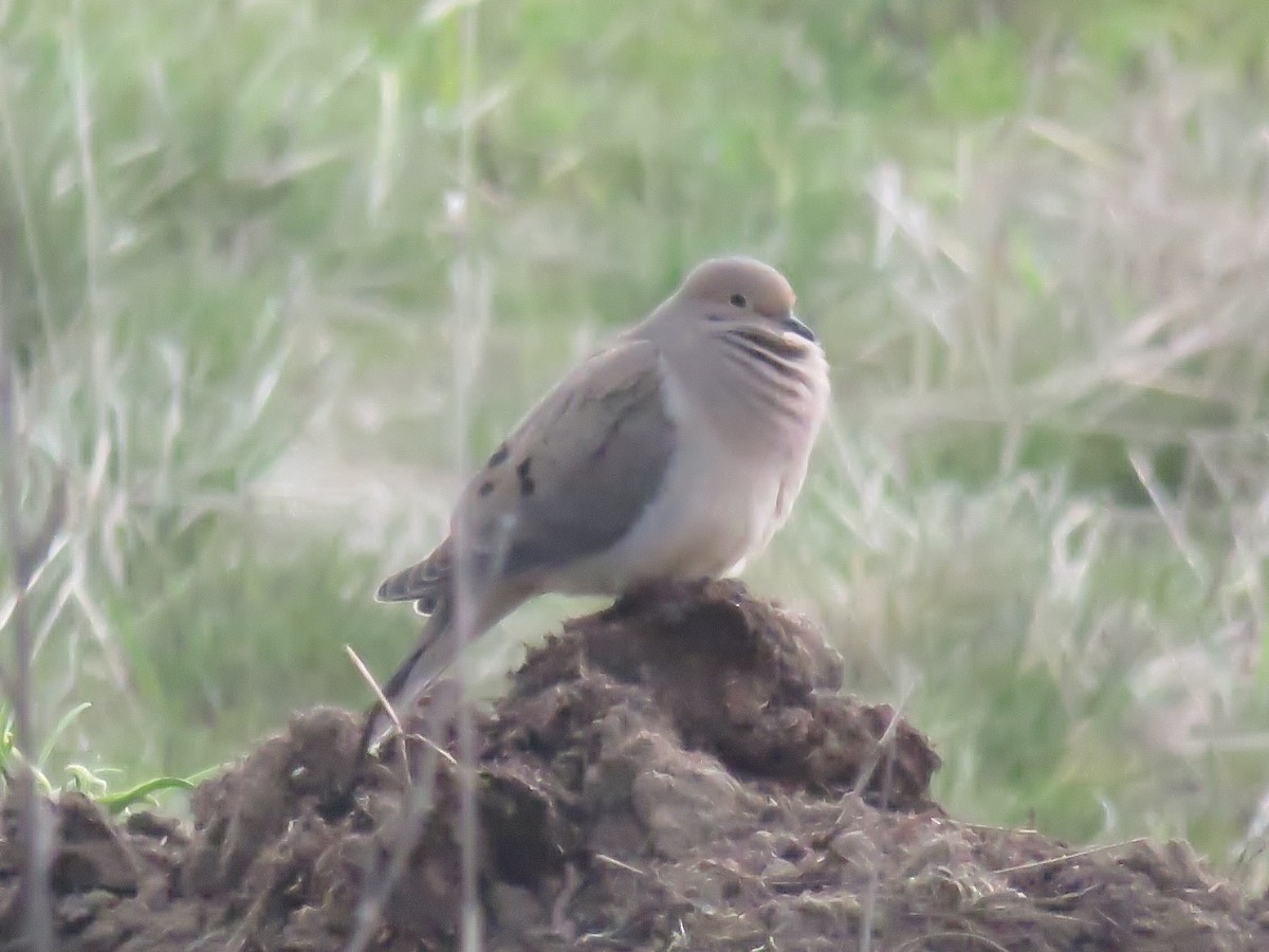 Mourning Dove - ML56921131