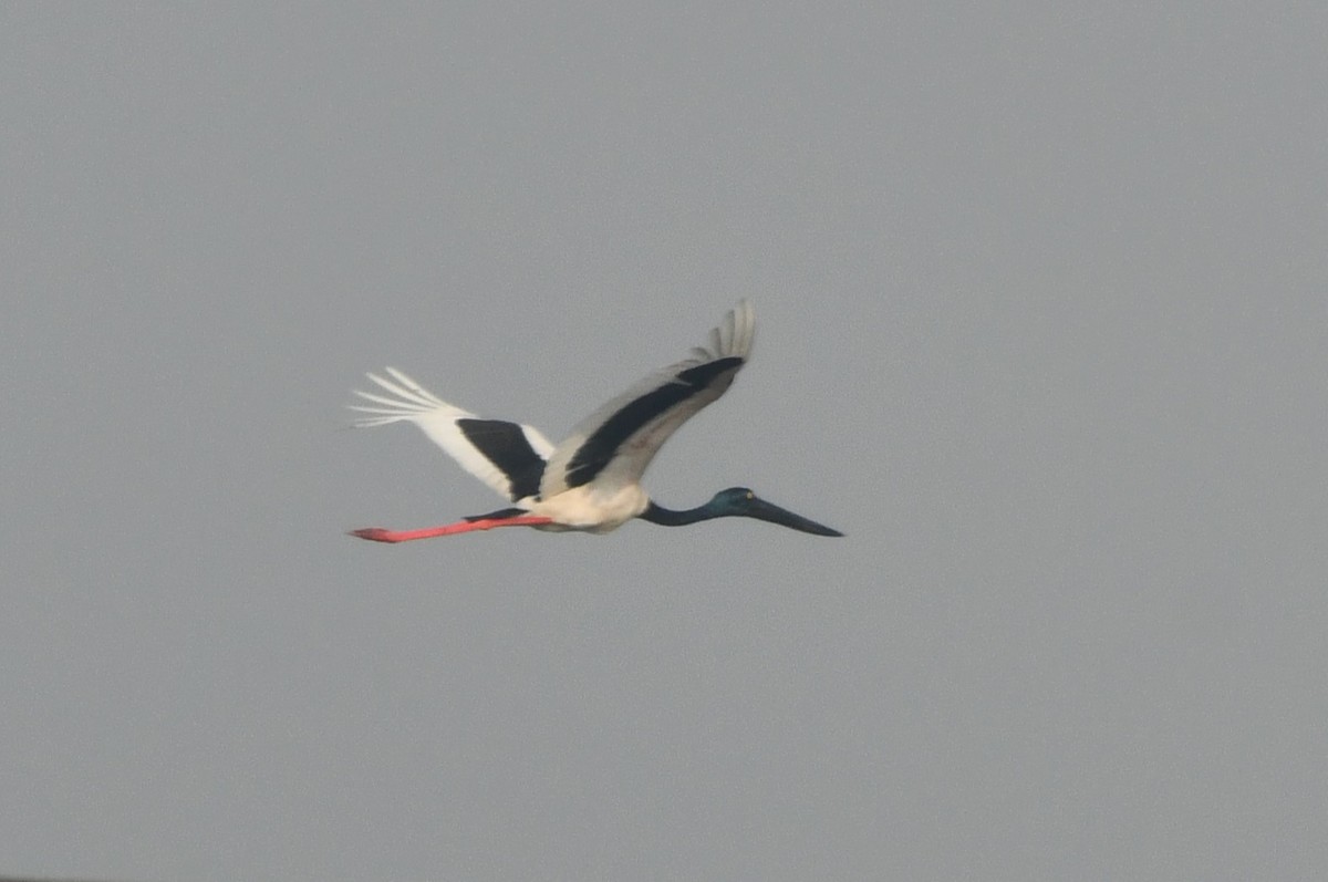 Black-necked Stork - ML569211341