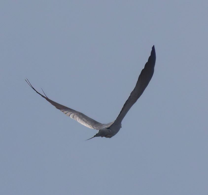 Mississippi Kite - ML569212291