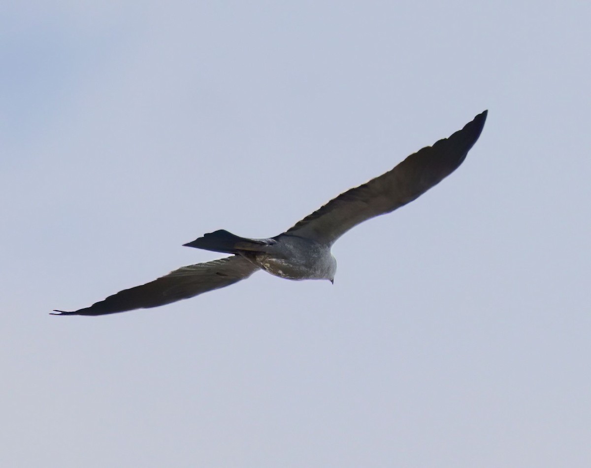 Mississippi Kite - ML569212331