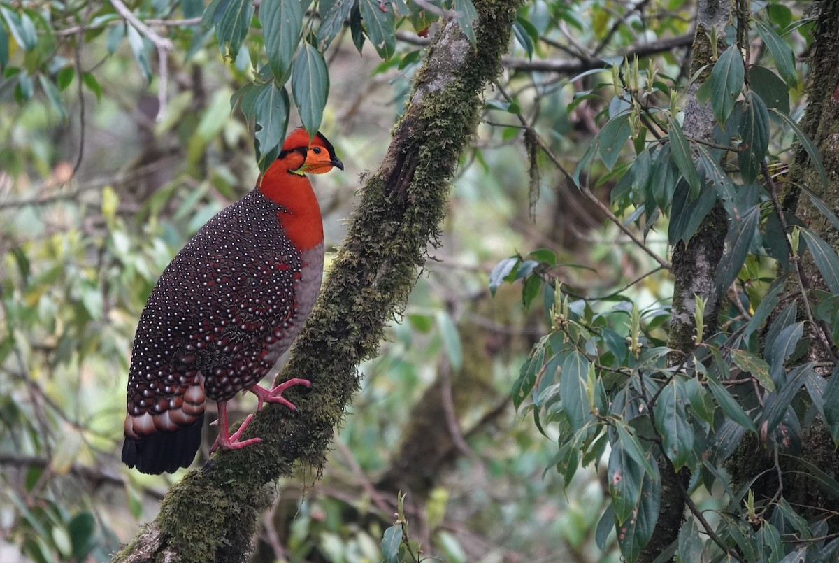 Blyth's Tragopan - ML569213191