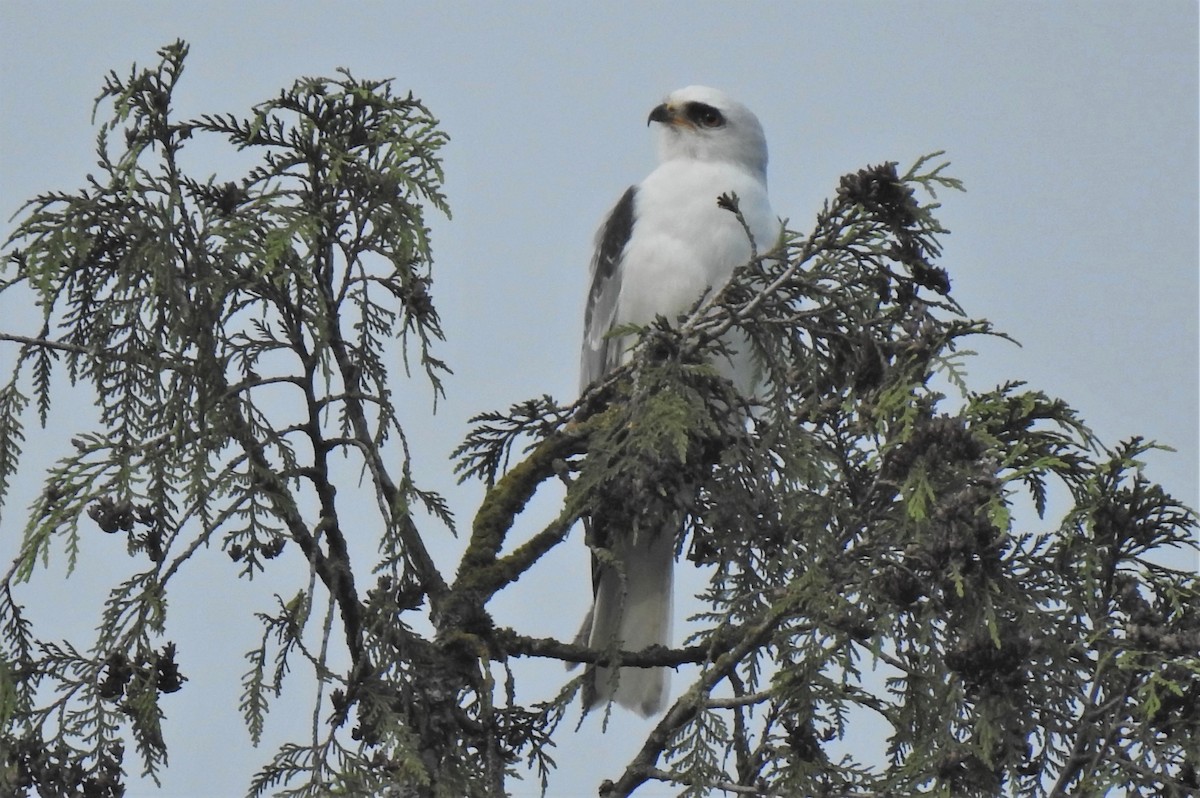 White-tailed Kite - ML569213581