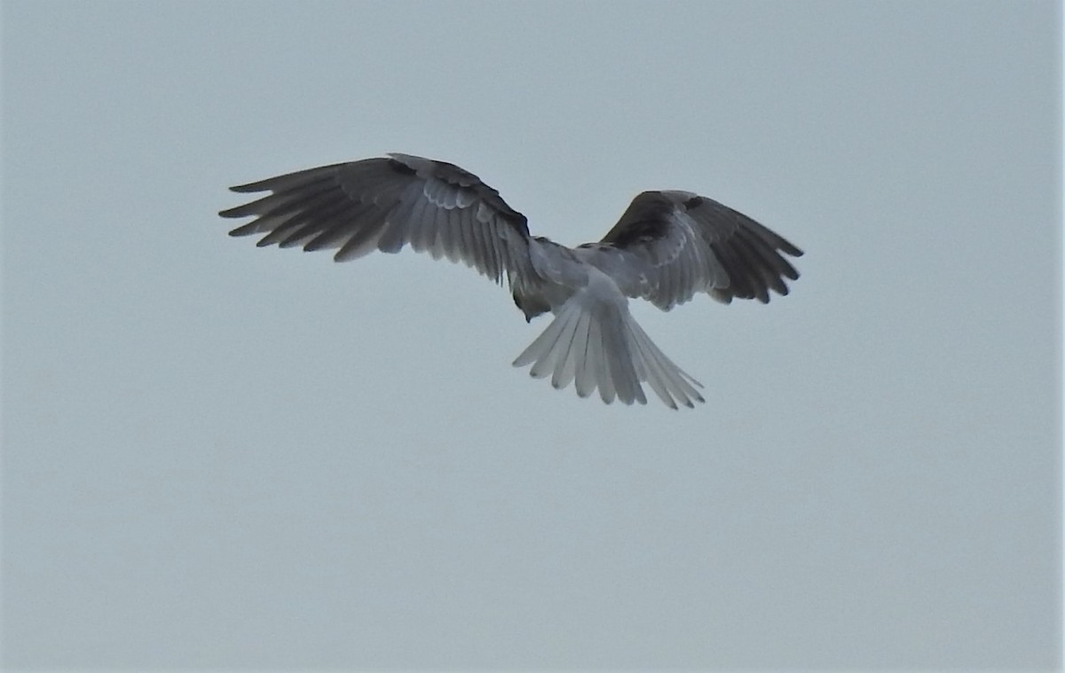White-tailed Kite - ML569213691