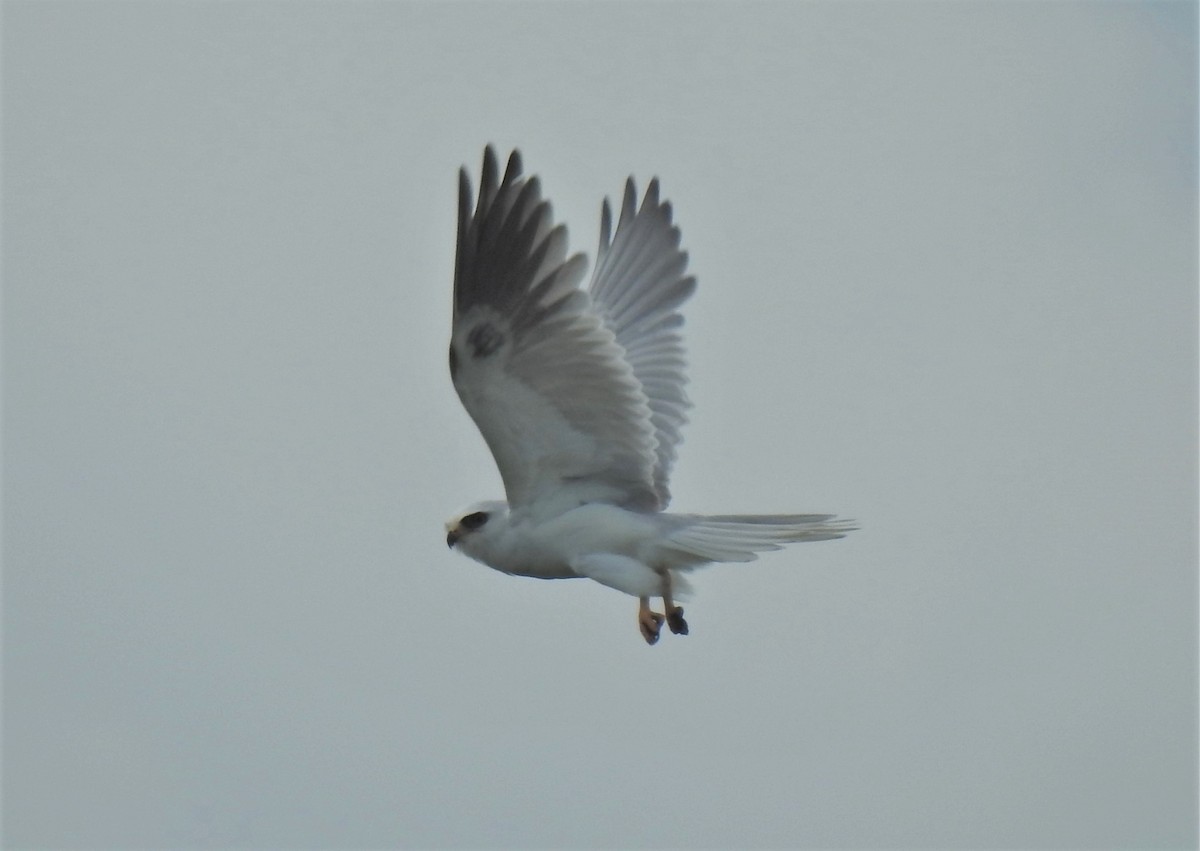 White-tailed Kite - ML569213721