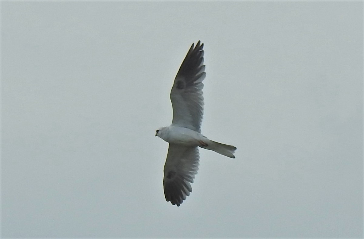 White-tailed Kite - ML569213911