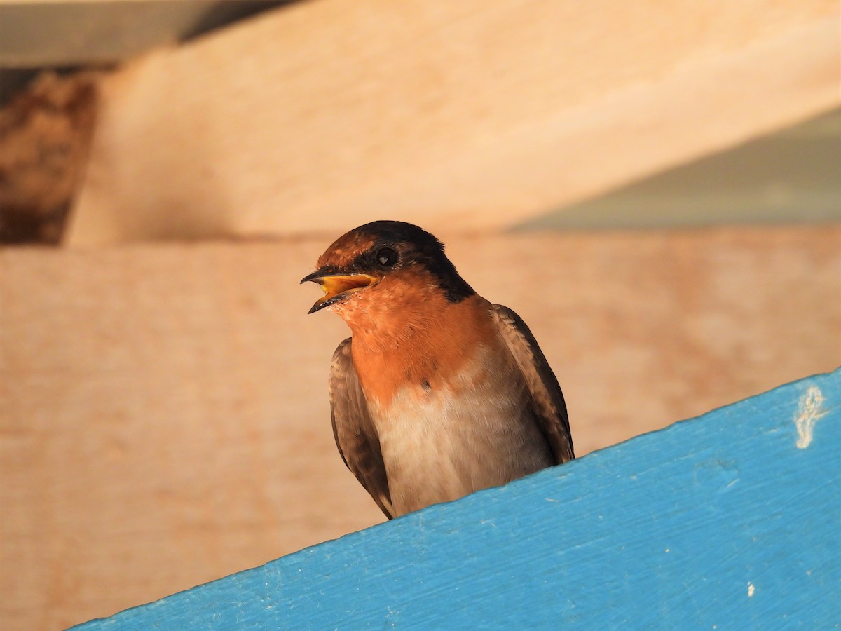 Golondrina Australiana - ML569216121