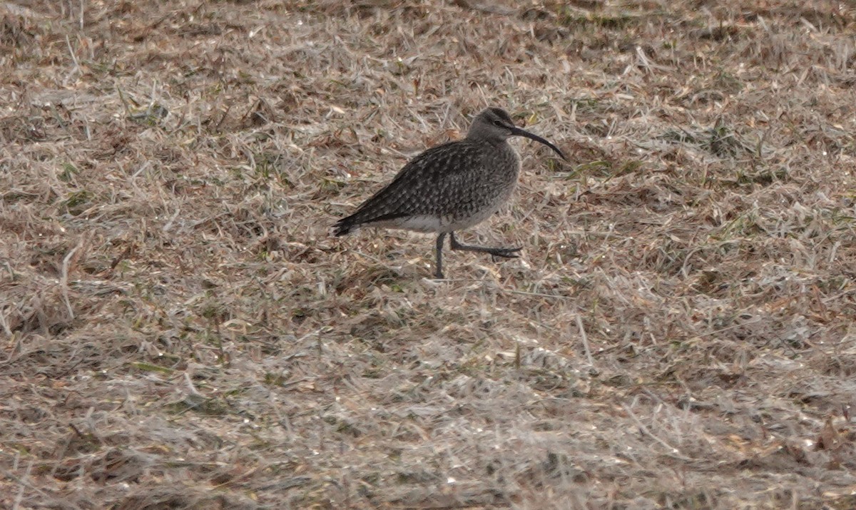 Regenbrachvogel - ML569216371