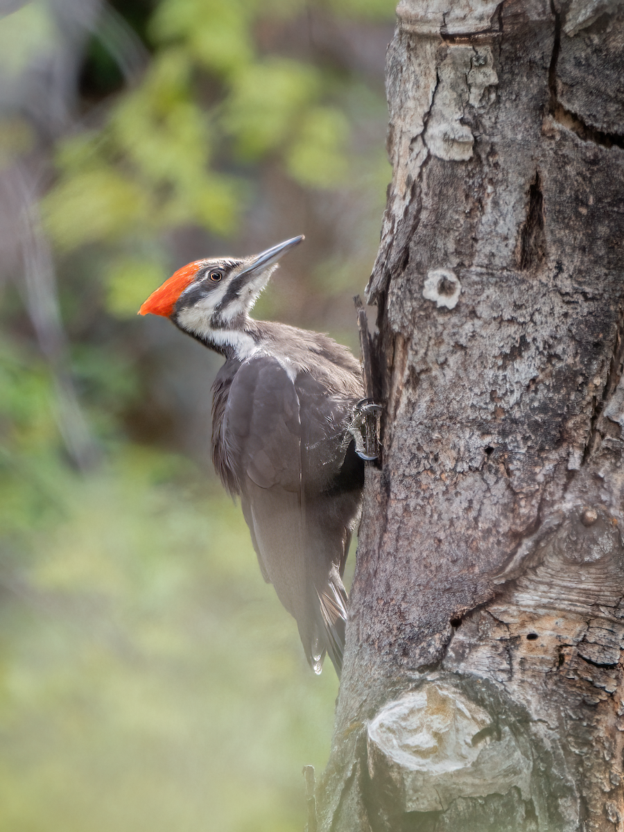 Pileated Woodpecker - ML569216561