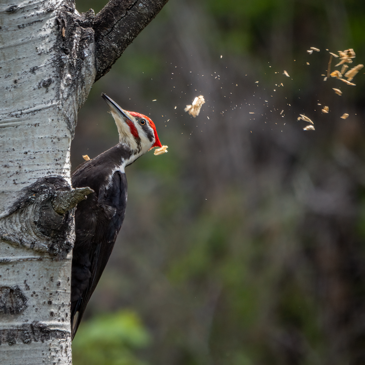 Pileated Woodpecker - ML569216571