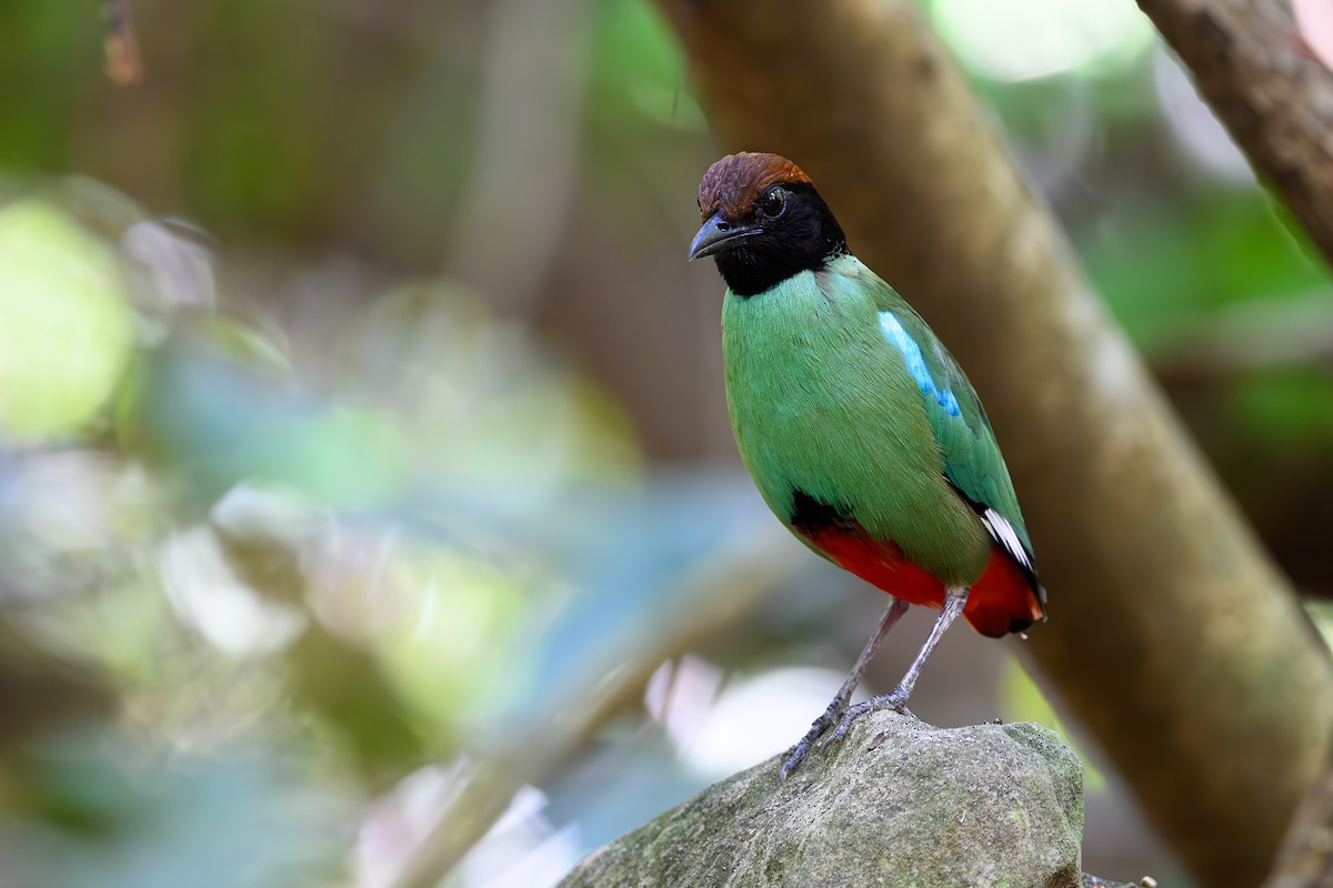 Western Hooded Pitta - Senkethya Sar