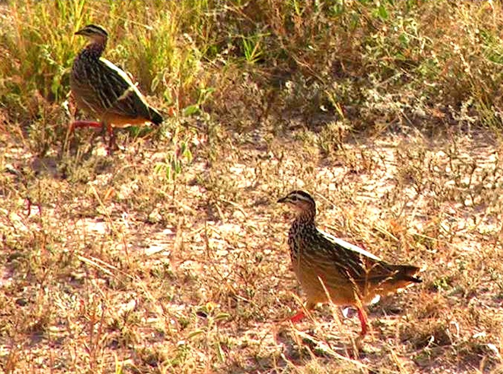 Crested Francolin - ML569218591